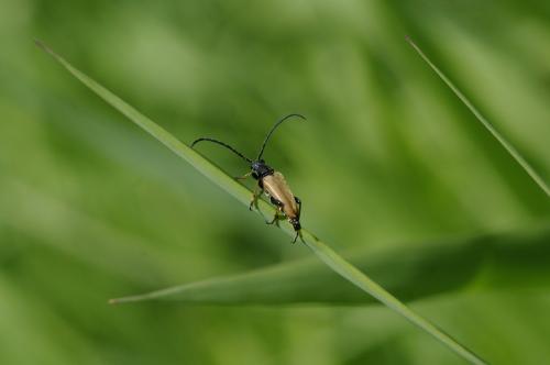 Stictoleptura rubra