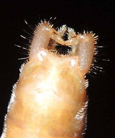 Neoconocephalus sp.