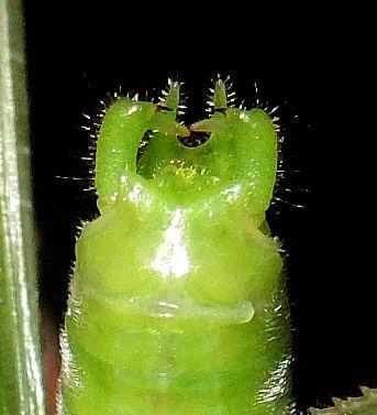 Neoconocephalus affinis