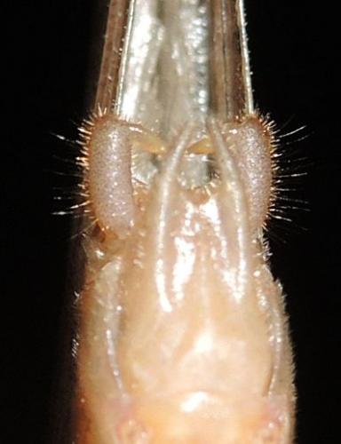 Neoconocephalus sp.