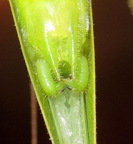 Neoconocephalus affinis