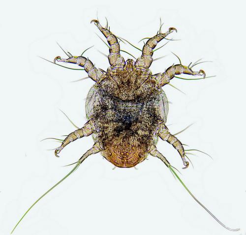 Réf. 175 189 : Chaetodactylus osmiae