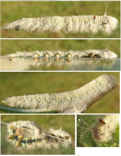 Odonestis pruni