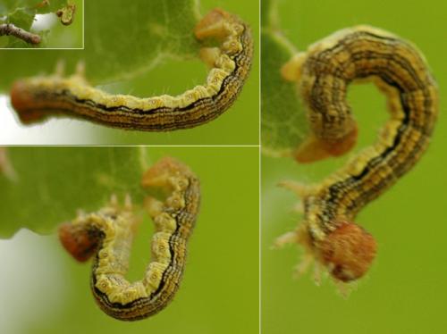 Erannis defoliaria