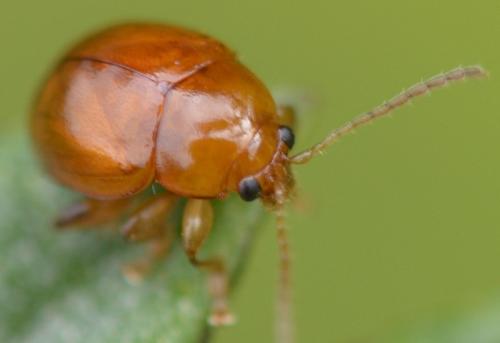 Réf. 175 772 : Sphaeroderma rubidum