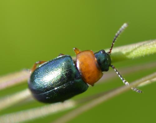 Réf. 175 183 : Gastrophysa polygoni