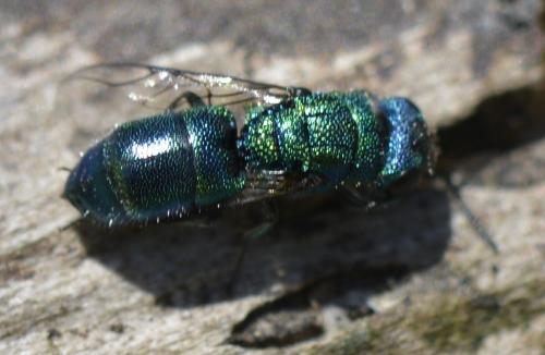 Trichrysis cyanea