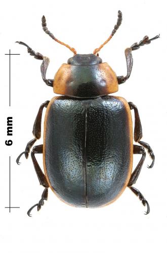 Réf. 175 293 : Mesoplatys cincta