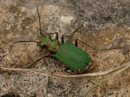 Réf. 175 893 : Cicindela campestris
