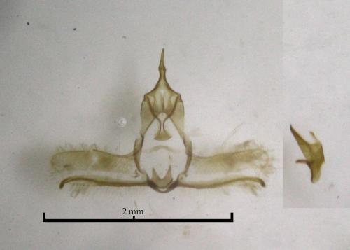 Réf. 175 001 : Cnephasia asseclana