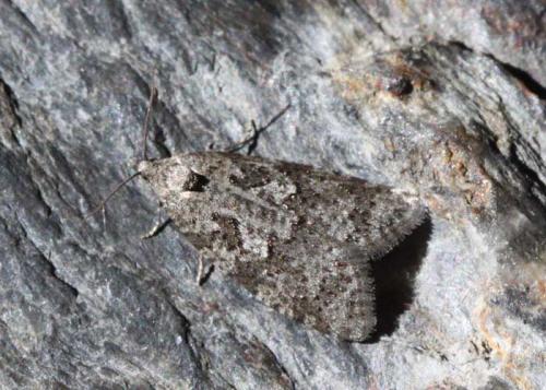 Cnephasia asseclana