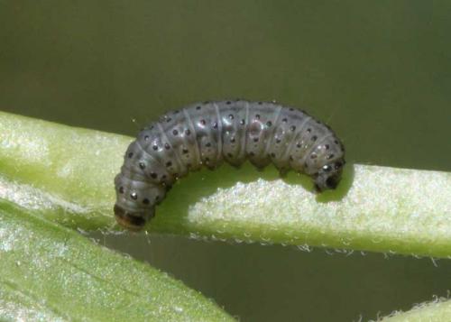 Cnephasia asseclana