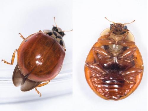 Harmonia axyridis