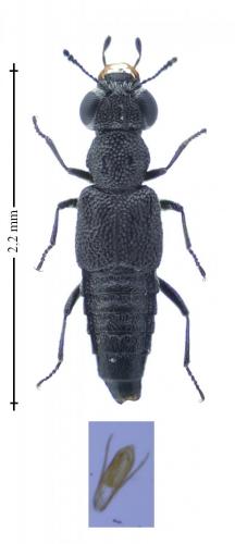 Stenus sp.