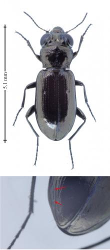 Réf. 175 595 : Notiophilus aquaticus