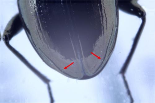 Notiophilus aquaticus