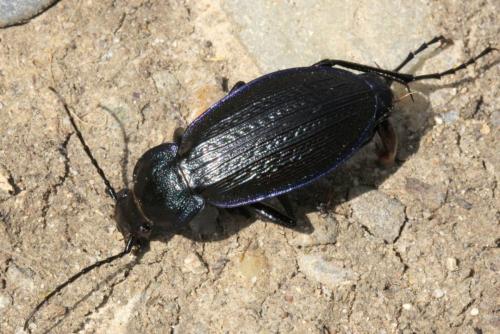 Carabus monilis