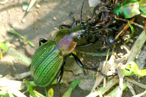 Carabus monilis