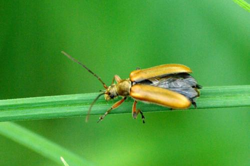 Cortodera humeralis