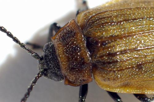 Galeruca pomonae