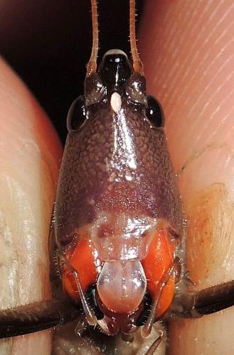 Neoconocephalus sp.
