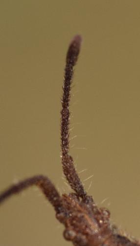 Réf. 175 946 : Coriomeris hirticornis