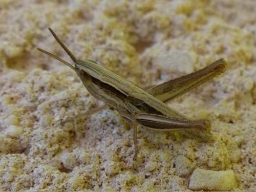 Euchorthippus sp.