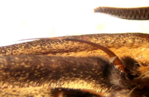 Acherontia lachesis