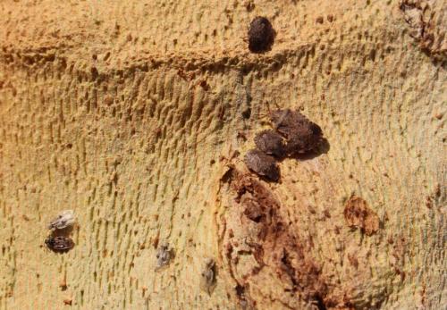 Dictyla echii