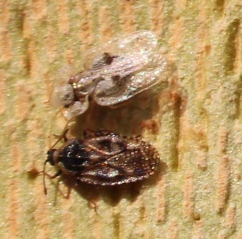 Dictyla echii