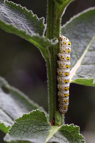 Réf. 175 793 : Cucullia verbasci