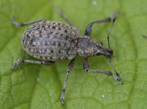 Réf. 175 366 : Liophloeus tessulatus