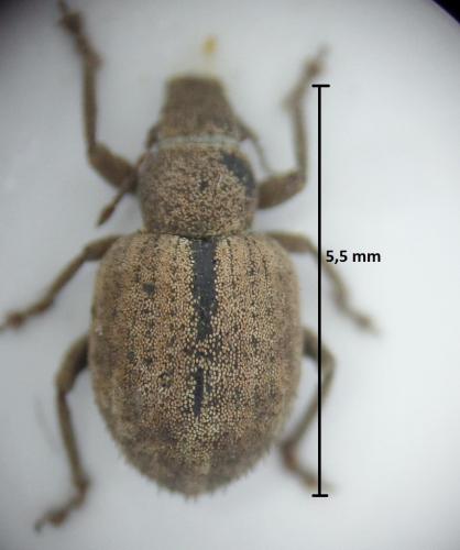 Réf. 175 964 : Strophosoma melanogrammum