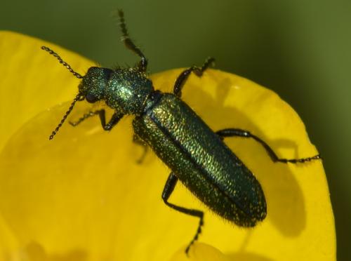 Réf. 175 982 : Psilothrix viridicoerulea
