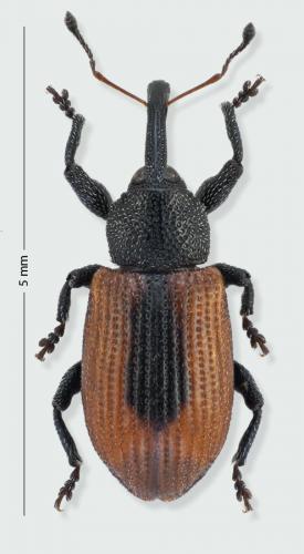 Réf. 175 253 : Dorytomus dorsalis