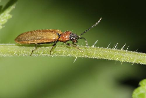 Réf. 175 959 : Denticollis linearis