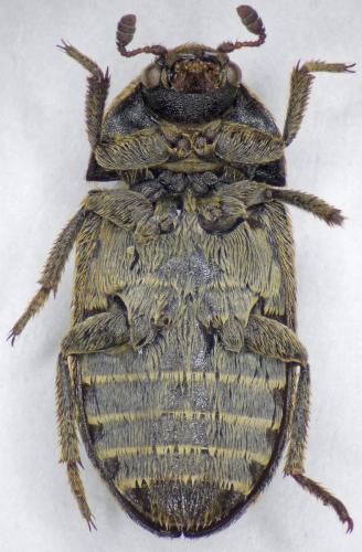 Réf. 175 695 : Dermestes mustelinus