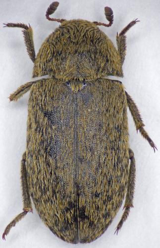Réf. 175 694 : Dermestes mustelinus