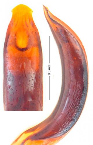 Réf. 175 607 : Dichotrachelus maculosus