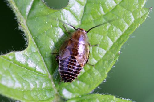 Réf. 175 397 : Ectobius sp.