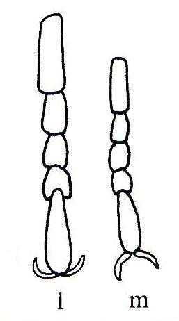 Stenus sp.
