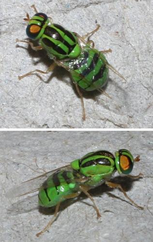 Oxycera trilineata