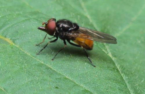 Réf. 175 737 : Rhingia sp.