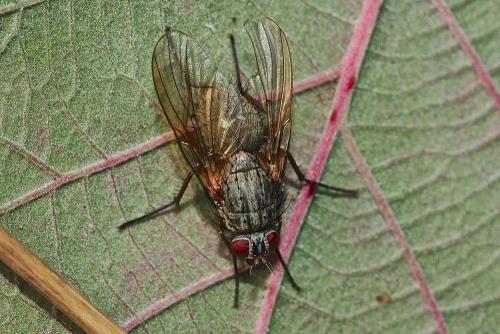 Helina impuncta