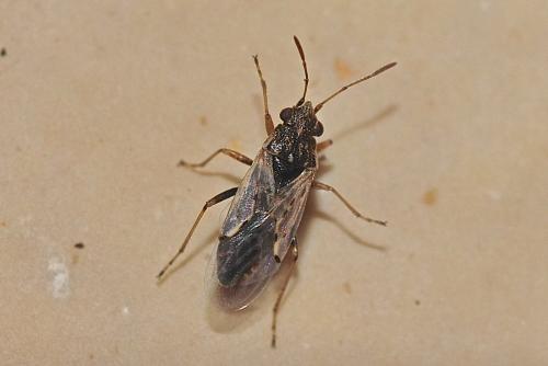 Réf. 175 518 : Nysius sp.
