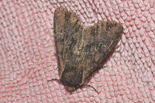 Mniotype (solieri-occidentalis)