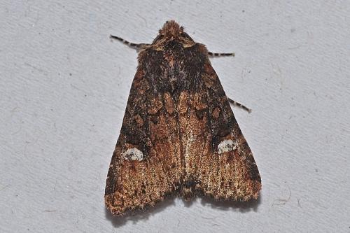 Dryobota labecula