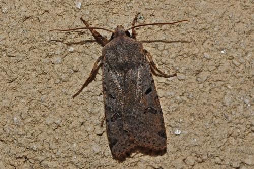 Réf. 175 246 : Agrochola lychnidis