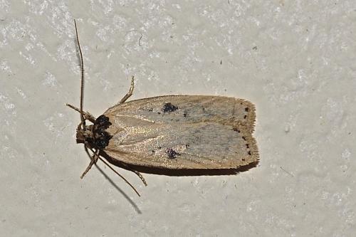 Réf. 175 107 : Agonopterix subpropinquella
