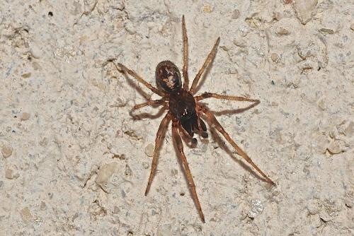Enoplognatha mandibularis